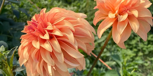 Day in the Dahlias