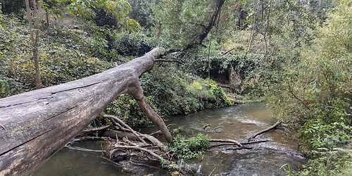 Restoration Day Alongside San Leandro Creek at Chabot Park