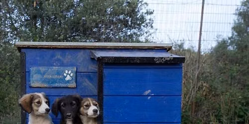 Ungdomshuset St\u00f8tter Gr\u00e6ske Gadehunde