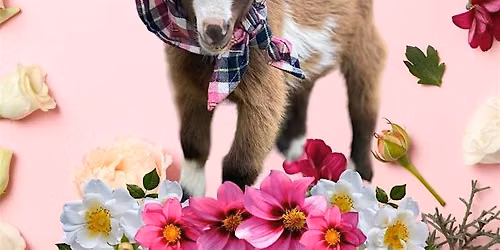 Goat Yoga McKinney @ Tupps!