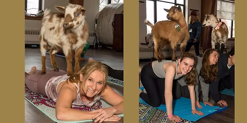 Goat Yoga in Arlington