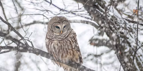 Twigs to Trees: Owl Prowl