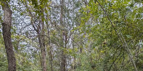 The Great Root Trail Race