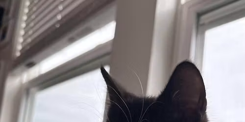 Petsmart Adoption Event (KITTENS)