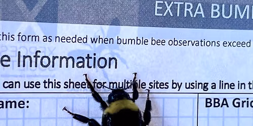 Bumble Bee Atlas Survey