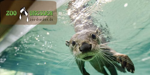 Comuneo Entdeckertour: Neues im Zoo Dresden