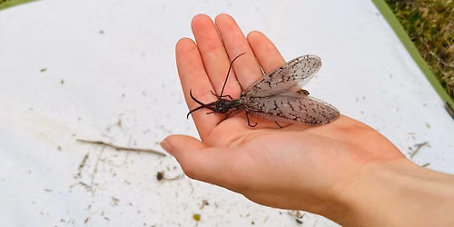 Weird & Wonderful Insects