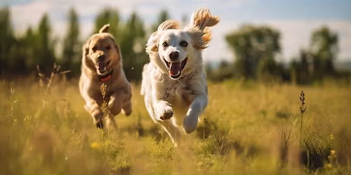 AOC Talks: Stop Pain Before It Starts: The Power of Perioperative Analge CPD