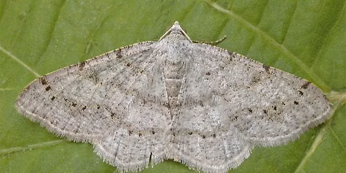 Moth Night at Tommy Thompson Park