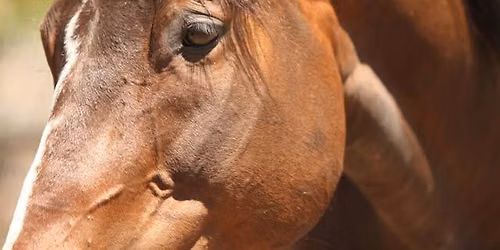 RCER Fall Horse Blanket Sale