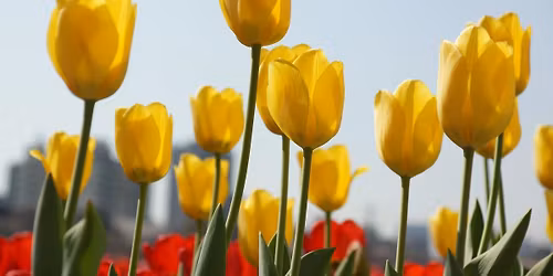 Pella Tulip Festival Gospel Outreach