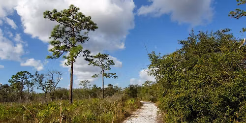 Plants of the Pine Flatwoods \u2013 Isle of Pine Preserve Guided Hike