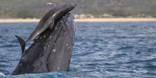 Whale and Dolphin Medicine for the Soul