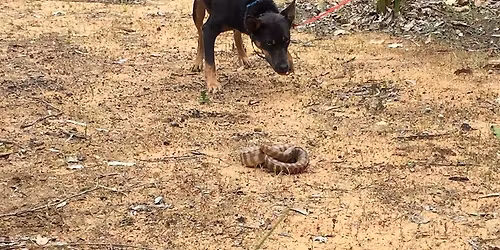 North Boyanup nr BUNBURY, Animal Ark Snake Avoidance Training for Dogs