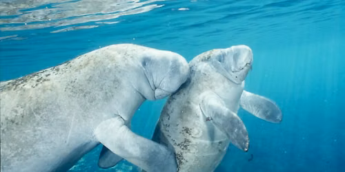 Orlando Manatee Encounters - Daily