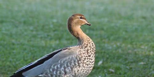 Ashfield Flats, Bassendean - morning excursion