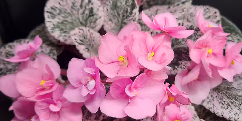 68th Annual African violet Show and Sale
