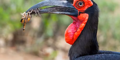 Springtime in.... Africa with Doug Reitz and Charlotte Pavelka 