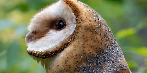 50+ Owl Sunday