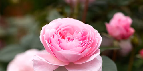 Growing Roses at Home