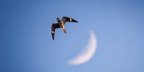 Evening Bird Walk