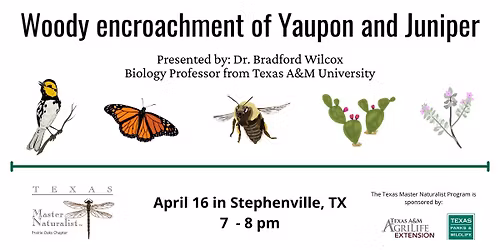 Woody encroachment of Yaupon and Juniper