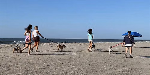 Volunteer with Folly Dogs & Southern Tails for Precious Paws
