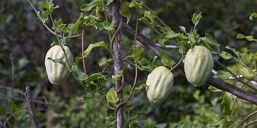 "Alien Plant Species" talk with ecologist Len Gillman