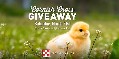 Cornish Cross Chick Giveaway Day at All Wilco Stores