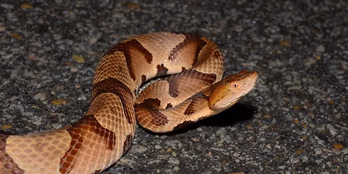 Level 1 Venomous Handling Certification Course - Northwestern State University, Louisiana