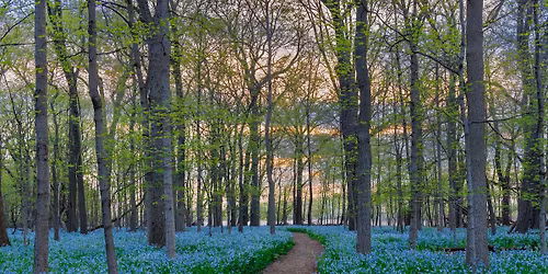 Wildflower Walk at O\u2019Hara Woods