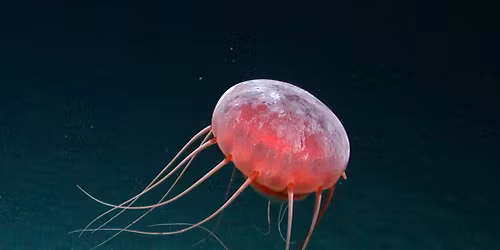 Nachts im Museum: Ein Abend rund um das Thema "Ozeane"