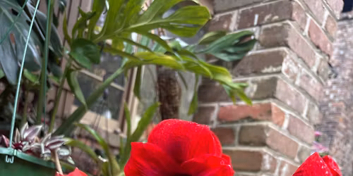 Planty Sale