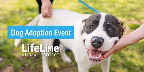 Petco Edgewood Dog Adoption Event