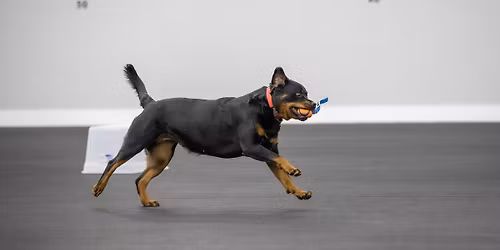 AKC Fetch Test