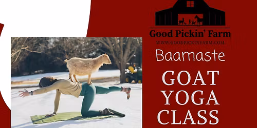 Yoga with Goats