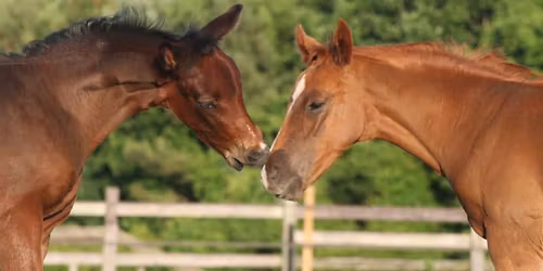 Horse Shows at the Shore 