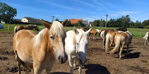 EPO v\u00edkendovka: Wild West (kon\u011b)