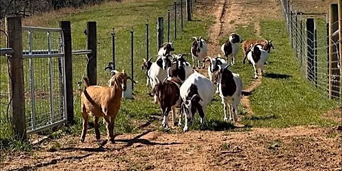 Feeding for Success: Small Ruminant Nutrition