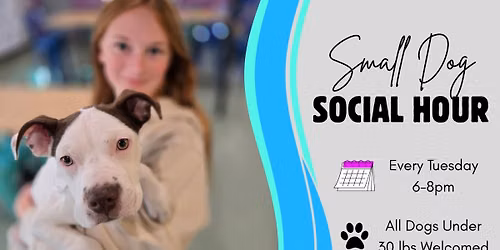 Small Dog Social Hour