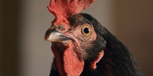 Hen