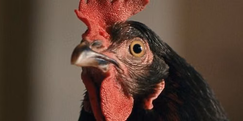 Hen