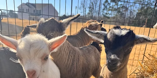 Goat Yoga