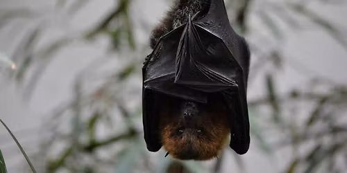 SciCafe: Bats and the Biodiversity Crisis
