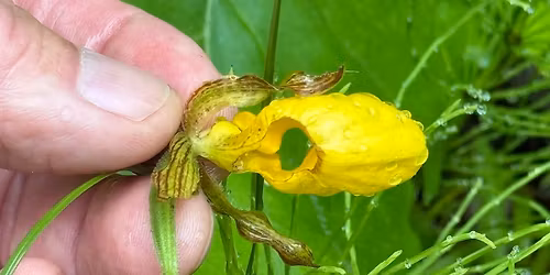 Native Orchids of the Arrowhead Region