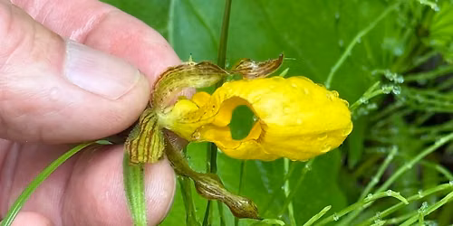 Native Orchids of the Arrowhead Region