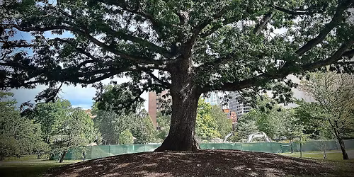 Tree Tales: A Public Tree Talk Series in the Heart of Hartford