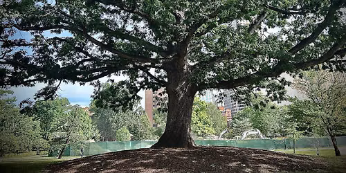 Tree Tales: A Public Tree Talk Series in the Heart of Hartford