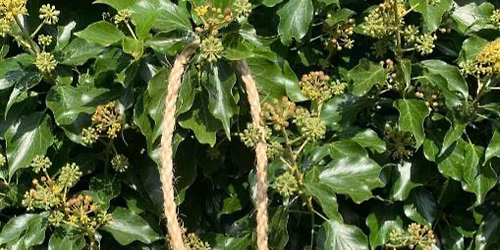 Willow Weaving Taster Session, Willow Spiral Bird Feeder, \u00a317-