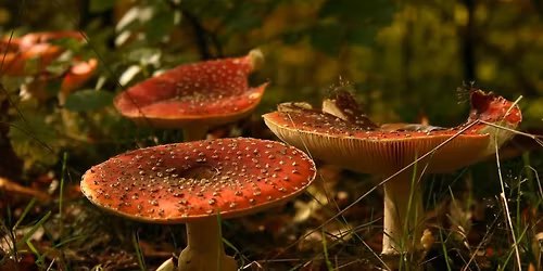 EXPO CHAMPIGNONS